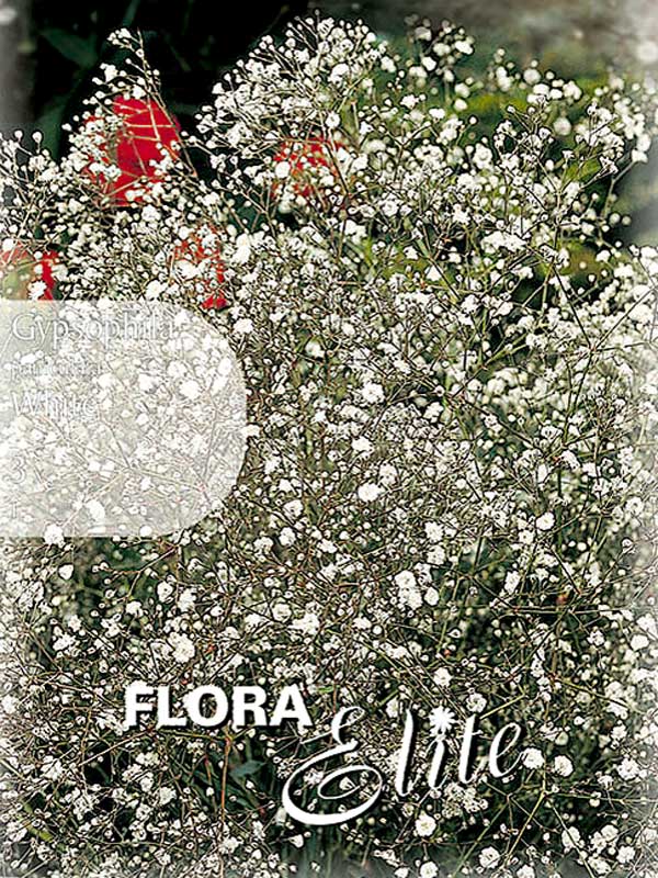 Gypsophila White - Schleierkraut