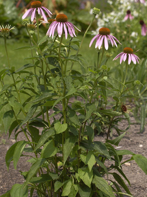 Wuchs eines Purpursonnenhuts Wuchs Purpursonnenhut