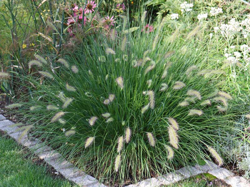 Pennisetum Hameln im Staudenbeet