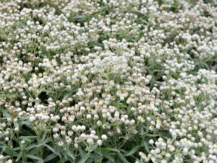 perlkoerbchen-sommerschnee Flächendeckung mit dem Perlkörbchen