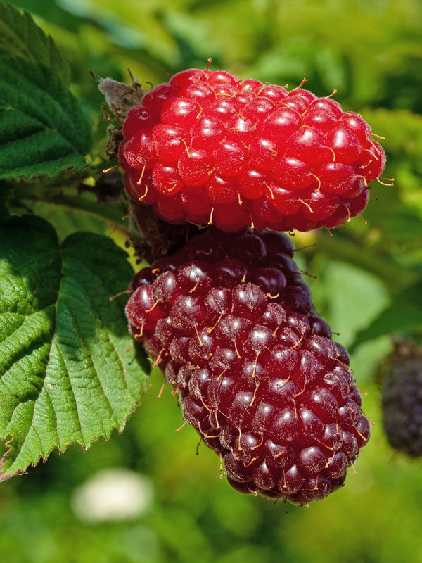Him-/Brombeere Tayberry Medana