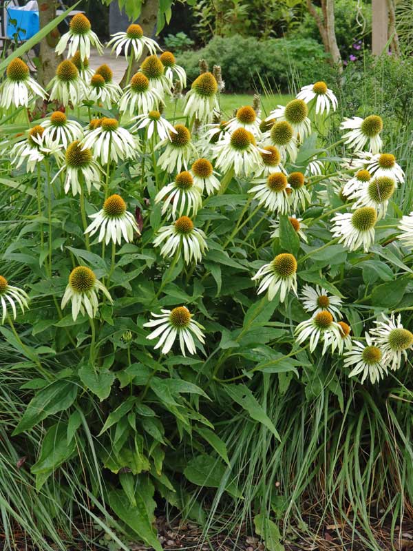 Wuchs der Echinacea purpurea Alba