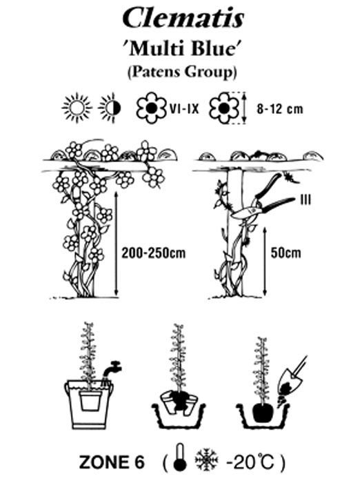 clematis-multi-blue Pflanz- und Pflegeanleitung für Clematis 'Multi Blue'