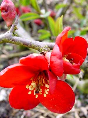 chaenomeles_crimson_j Rote Blütenpracht