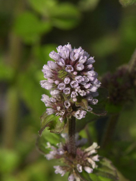 wasserminze Mentha aquatica, Wasserminze, Bachminze