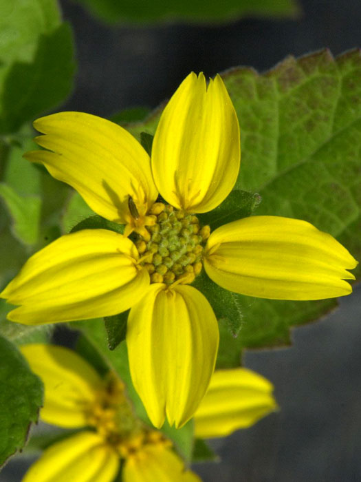 chrysogonum-virginianum Blatt und Blüte des Goldkörbchens