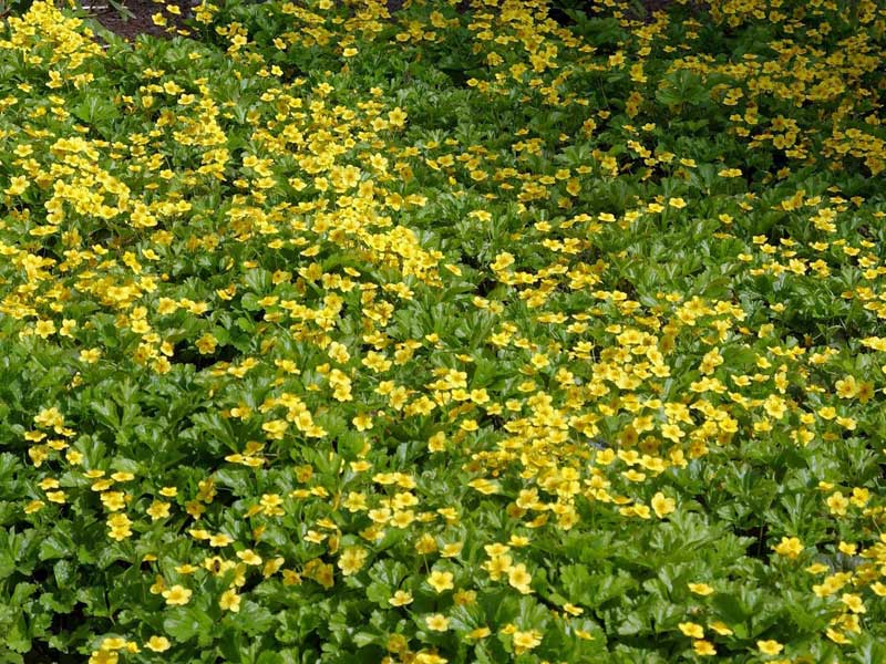 Waldsteinie bodendeckend gepflanzt