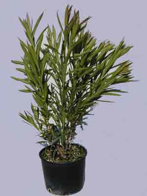 nerium_str_l Nerium oleander, Oleander - Gelb