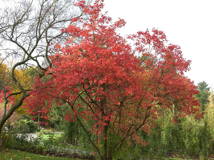 viburnum-roseum55599e9c5d844 Echter Schneeball Roseaum