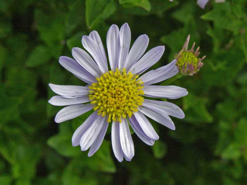 Nahaufnahme einer Bluete einer Kalimeris incisa Madiva von oben