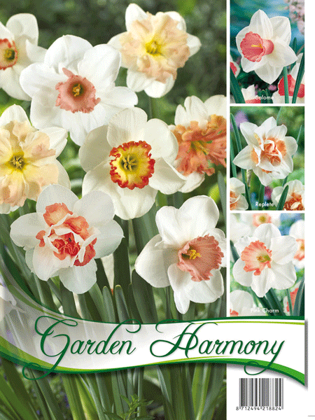 kollektion_rosa_narzissen_82281_0 Kollektion rosa Narzissen (Art.Nr. 598217)