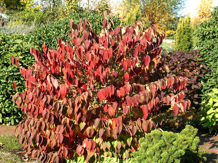 viburnum-mariesii-herbst Schneeball Mariesii Herbstfärbung