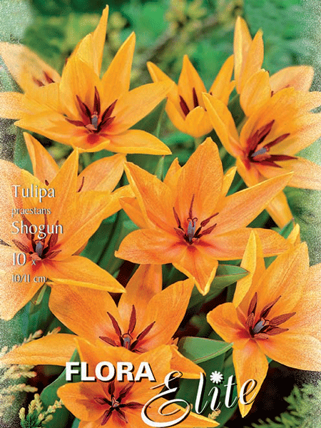 tulpe_shogun_82253_0