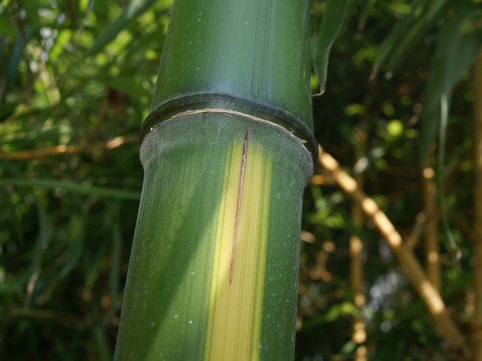 bambus-huangwenzhu-rohr