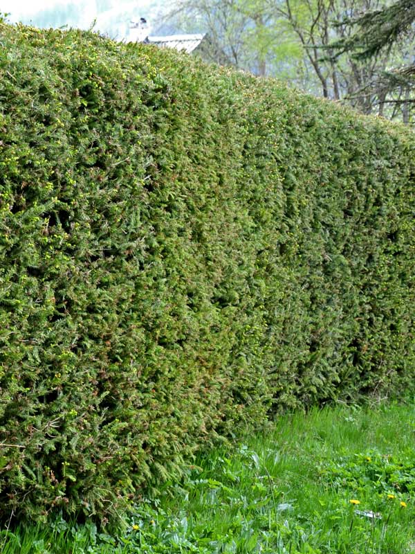 Heimische Fichte als Hecke gepflanzt