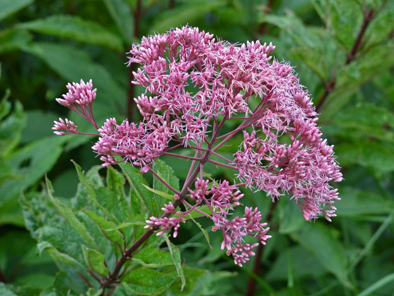 Blüte Wasserdost Atropurpureum Bluete des Wasserdost Atropurpureum