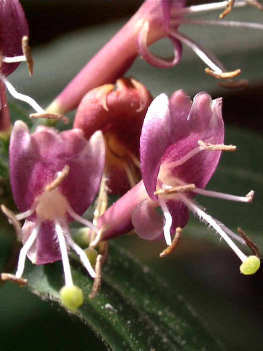 immergruenes-geissblatt Die Blüte des immergrünen Geißblatts