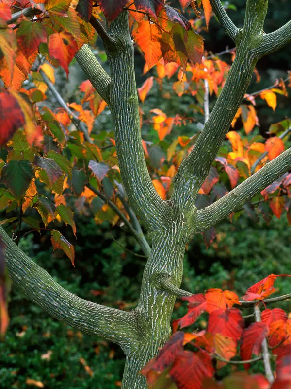 Acer capillipes, Roter Schlangenhaut-Ahorn - Hochstamm - XXL-Produkt Acer capillipes, Roter Schlangenhaut-Ahorn - Hochstamm - XXL-Produkt