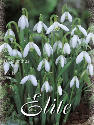 galanthus_nivalis Schneeglöckchen 'Nivalis', Galanthus (Art.Nr. 596794)
