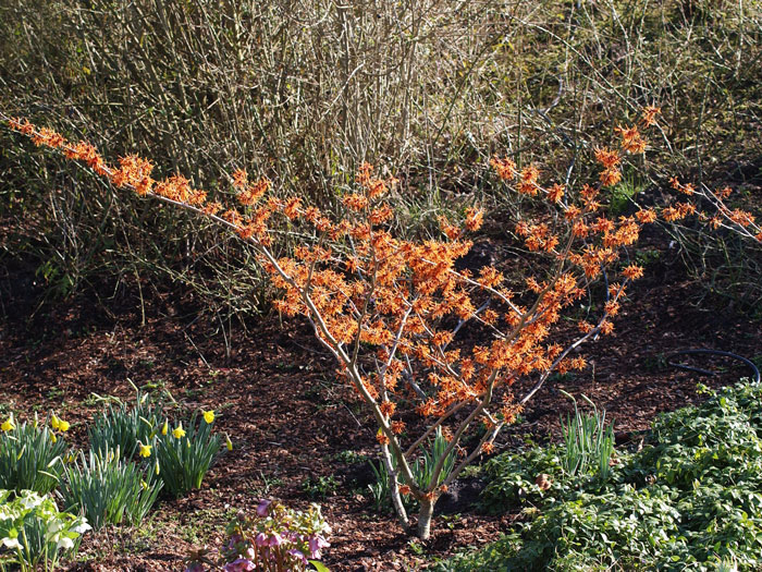 hamamelis-aphrodite Der Strauch während der Blütezeit
