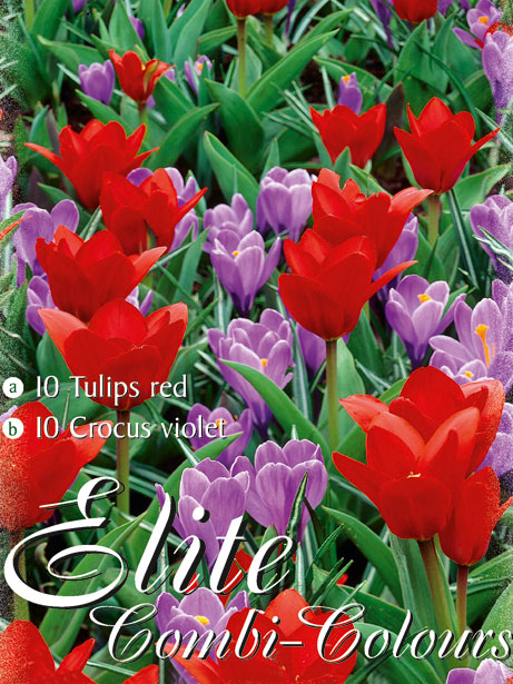 tulpe_rot_krokus_violett_mischung_76940_0 Edle Farbkombination mit roten Kaufmanniana-Tulpen und violetten, großblumigen Krokus (Art.Nr. 598004)