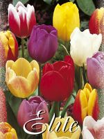 tulpen_triumph_44312_0 Triumph-Tulpen-Prachtmischung (Großpackung) (Art.Nr. 597580)