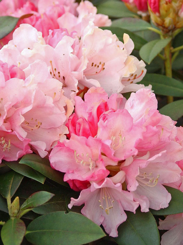 Weiss-rosa Blueten eines Rhododendron Dreamland