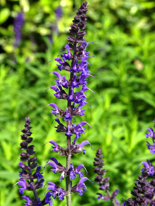 salvia-mainacht Blüte Salbei Mainach