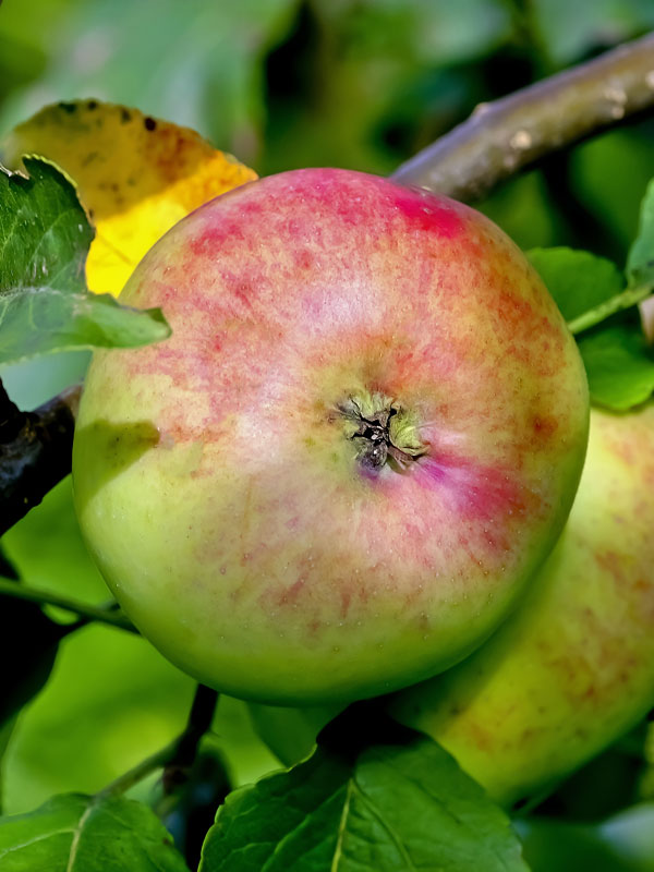 Apfel Jabok Fischer an einem Baum haengend