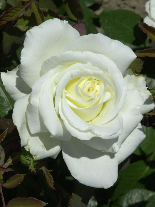 rose-memoire Rose Memoire