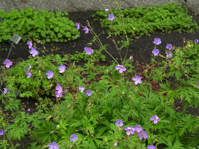storchschnabel Der Wiesen-Storchschnabel als Bodenecker