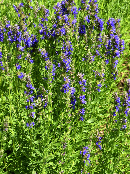 hyssopus-officinalis Ysopkraut - Josefskraut, Hyssopus officinalis
