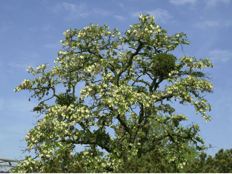 korkenzieher-robinie-krone Robinia pseudoacacia 'Tortuosa', Korkenzieher-Robinie