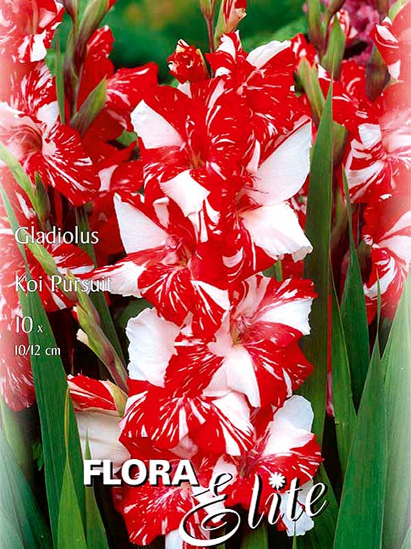 Großblumige Gladiole 'Koi Persuit', Gladiolus (Art.Nr. 521267)