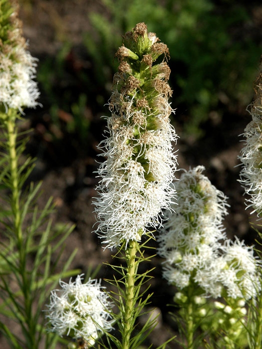 Liatris spicata 'Floristan Weiß', Prachtscharte