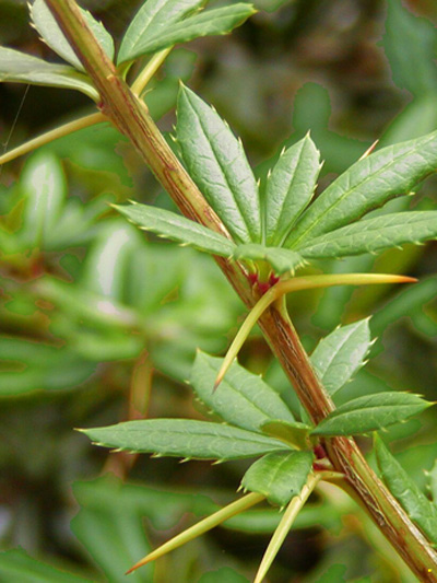 berberis_julianae_2_44085_1_44085_1