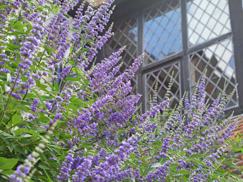 Triebe und Blueten eines Vitex agnus-castus var. latifolia vor einem Fenster