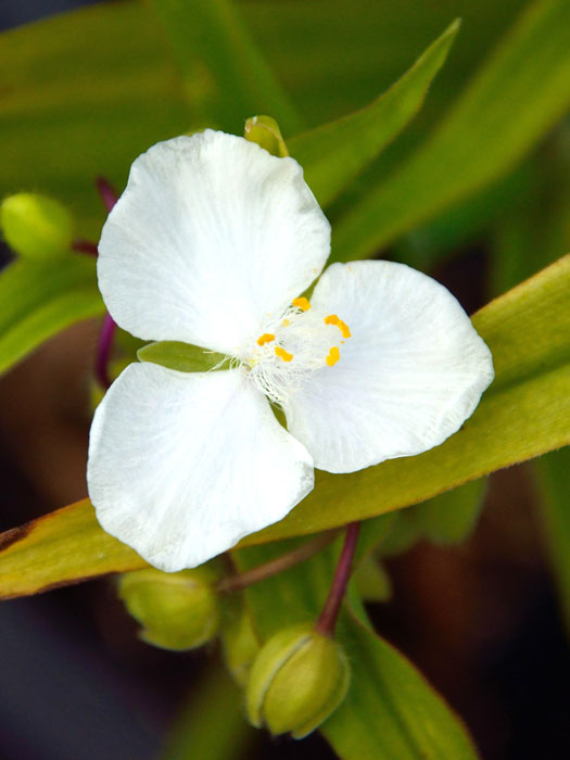 tradescantia-innocence Tradescantia x andersoniana 'Innocence', Weiße Dreimasterblume