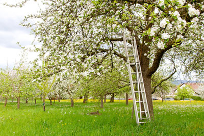 obstbaum-mit-leiter