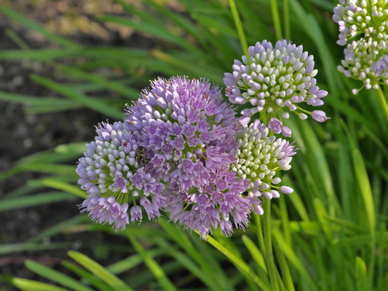 Blüte von Allium 'Lavender Bubbles' Nahaufnahme einer Blüte von Allium 'Lavender Bubbles'