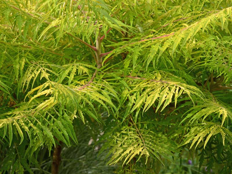 Blaetter des Rhus Tiger Eyes