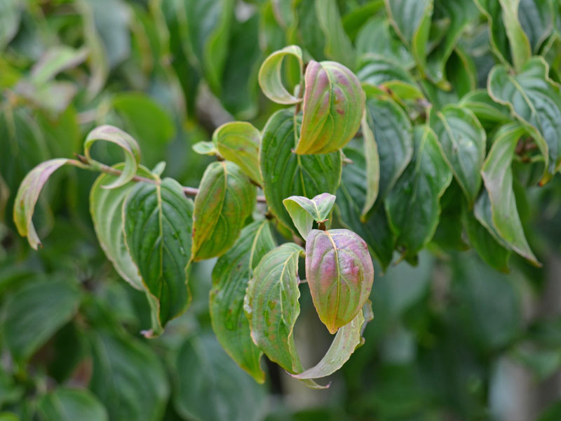 Cornus kousa Satomi Blätter Cornus kousa Satomi Blaetter