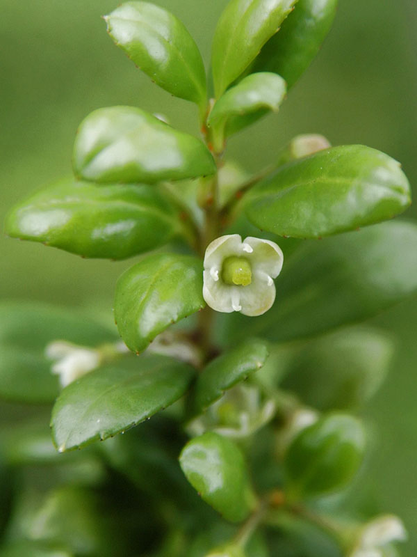 Nahaufnahme der Bluete des Ilex crenata Convexa