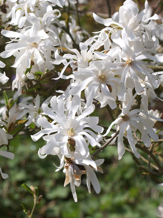 sternmagnolie-bluete Sternmagnolie Blüte