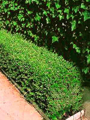 lonicera_nitida_hecke_41322_1