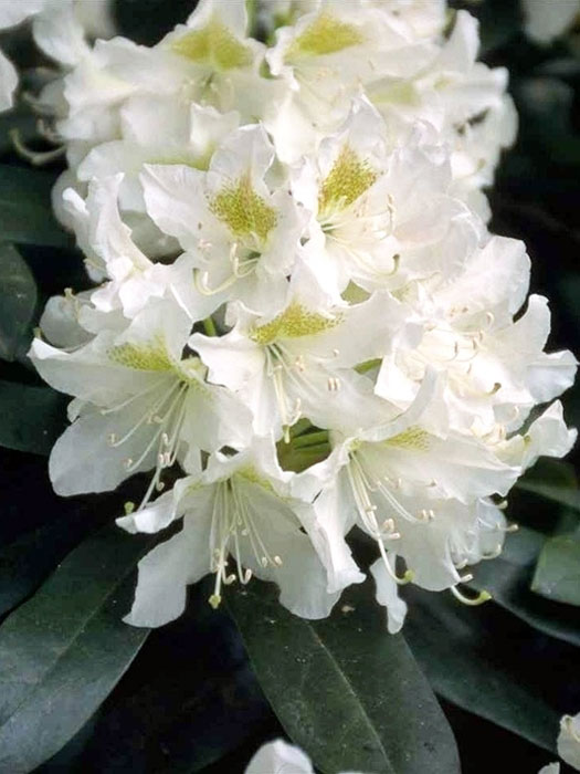 rhododendron-cunninghams-wh Rhododendron 'Cunningham's White'