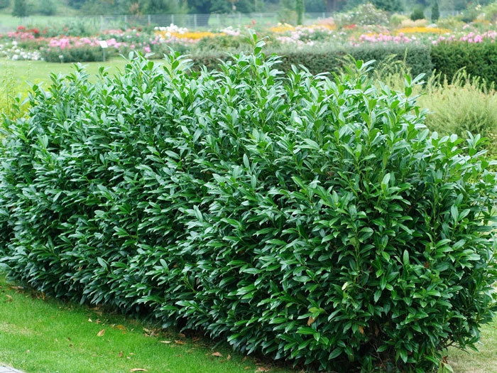 Hecke Kirschlorbeer Herbergii Hecke aus immergruenem Kirschlorbeer Herbergii im Schaugarten