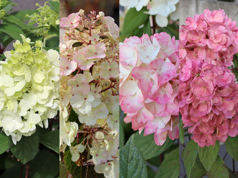 Farbverlauf der Bluete der Hydrangea Bloody Marie