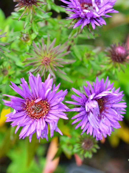 purple-dome-aster