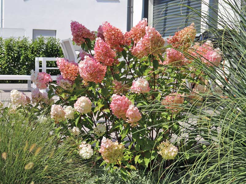 Hortensie Pinky Winky im Beet vor einer Terrasse